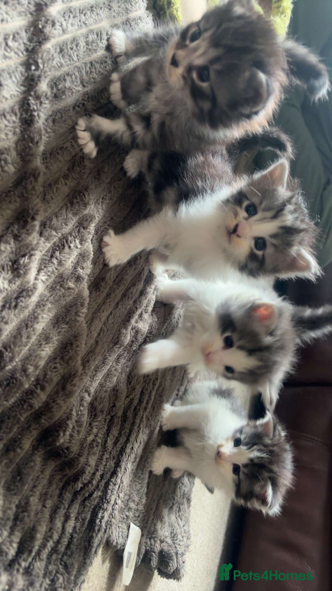 Mixed Breed cats for sale: Norwegian Forest x kittens - Advert 11