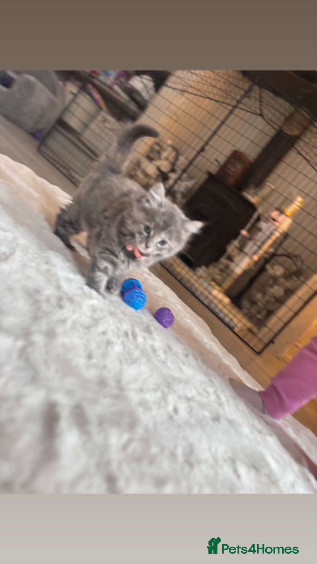 British Longhair cats for sale: Violet 12 week old British long hair/main coon - Advert 4