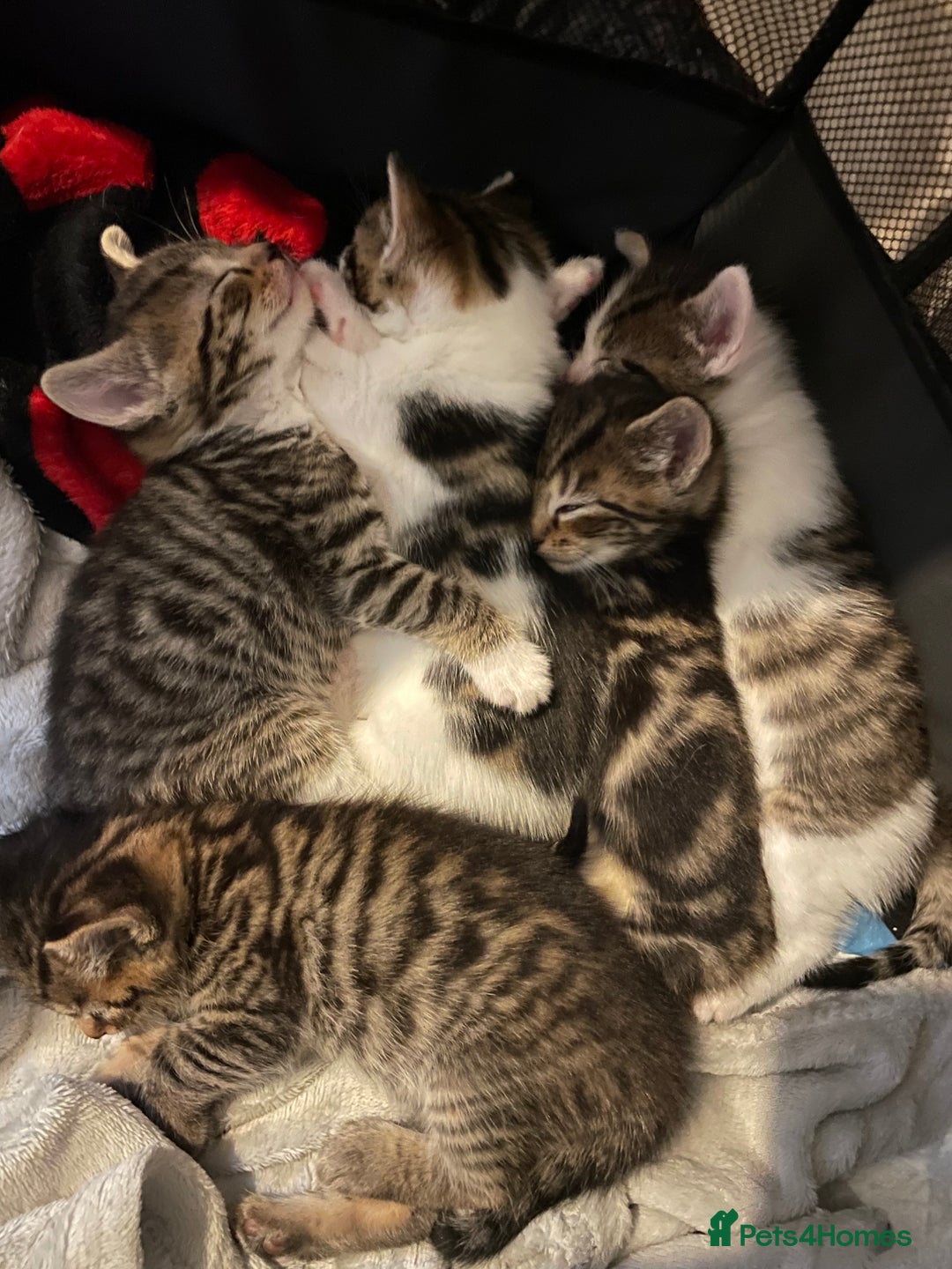 Mixed Breed cats for sale: 5 Fluffy furs to find new lovely houses  - Advert 10