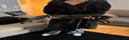 Sphynx cats for sale: Sphynx  cross female kitten 11wks  - Advert 7