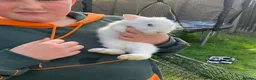 Mini Lop rabbits for sale: X3 Mini Lop Bunnies - Advert 20