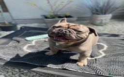 French Bulldog dogs for sale: Fawn/Blue Male French Bulldog - Advert 3