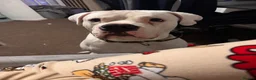 American Bulldog dogs for sale: American bulldog  - Advert 1