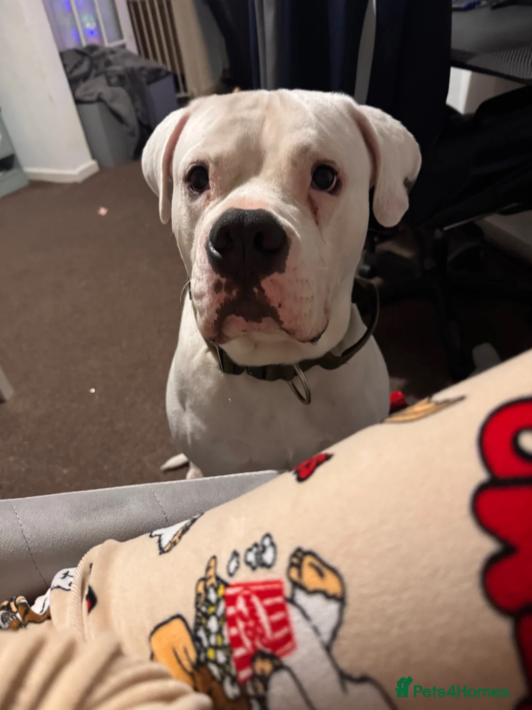 American Bulldog dogs for sale: American bulldog  - Advert 1