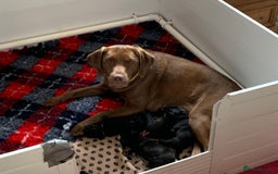 Labrador Retriever dogs for sale: KC registered black Labrador puppies - Image 1