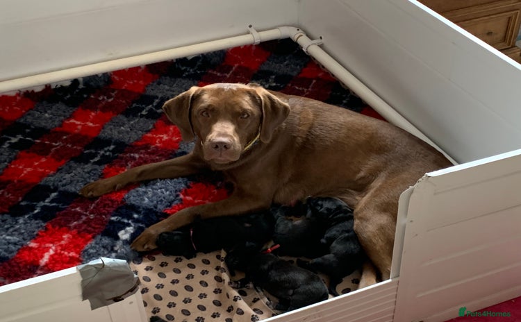 Labrador Retriever dogs - Advert 1