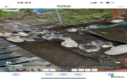 Ducks poultry for sale: Muscovy ducks - Image 1
