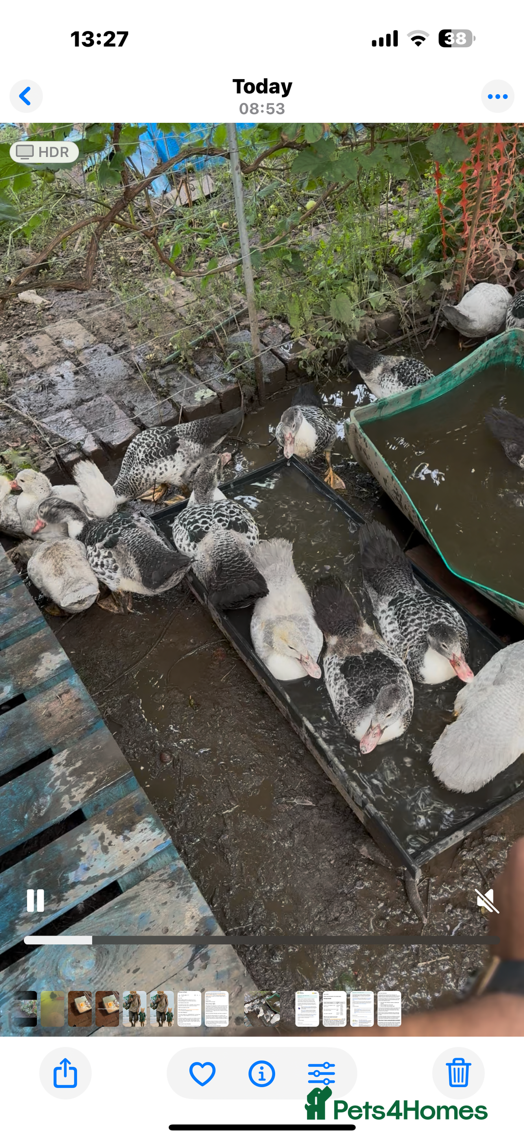 Ducks poultry for sale: Muscovy ducks - Image 1