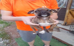 Jug dogs for sale: Puppys - Image 1