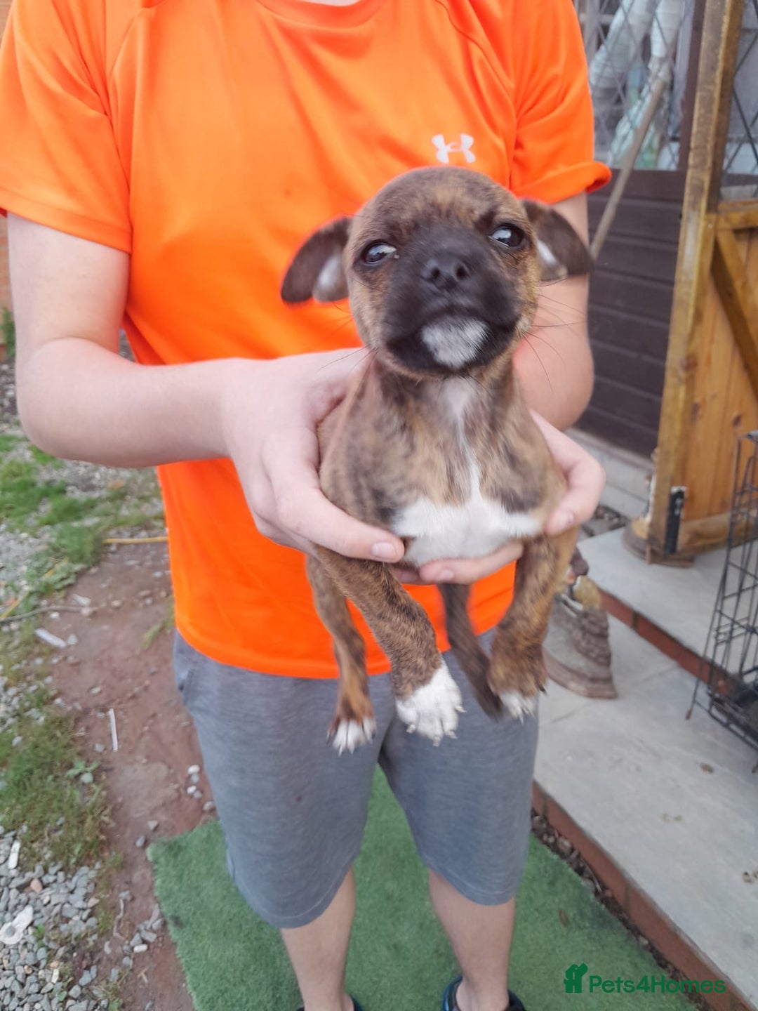 Jug dogs for sale: Puppys - Image 1