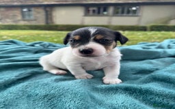 Jack Russell dogs for sale: Georgeous Jack Russell Puppy boy  in Tunbridge Wells - Image 9