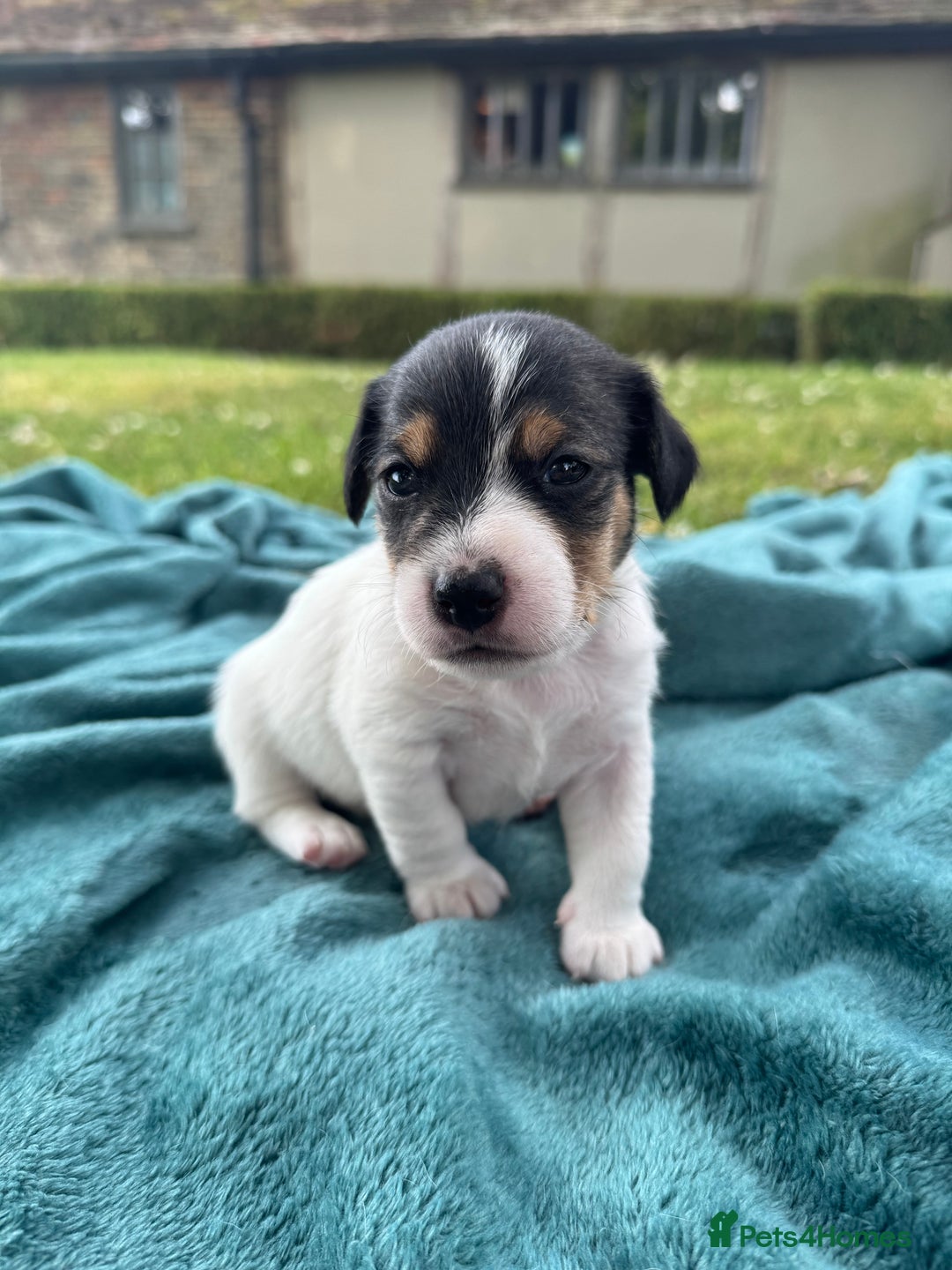 Jack Russell dogs for sale: Georgeous Jack Russell Puppy boy  in Tunbridge Wells - Image 9