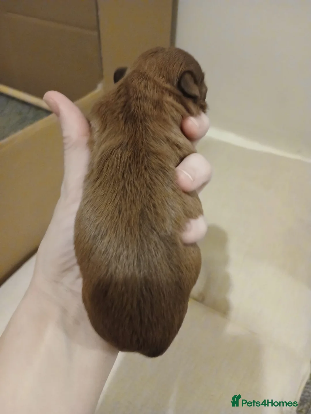 Shih Tzu dogs for sale: CHOCOLATE KC REG IMPERIALS BEST LINES 2 girls left - Advert 28