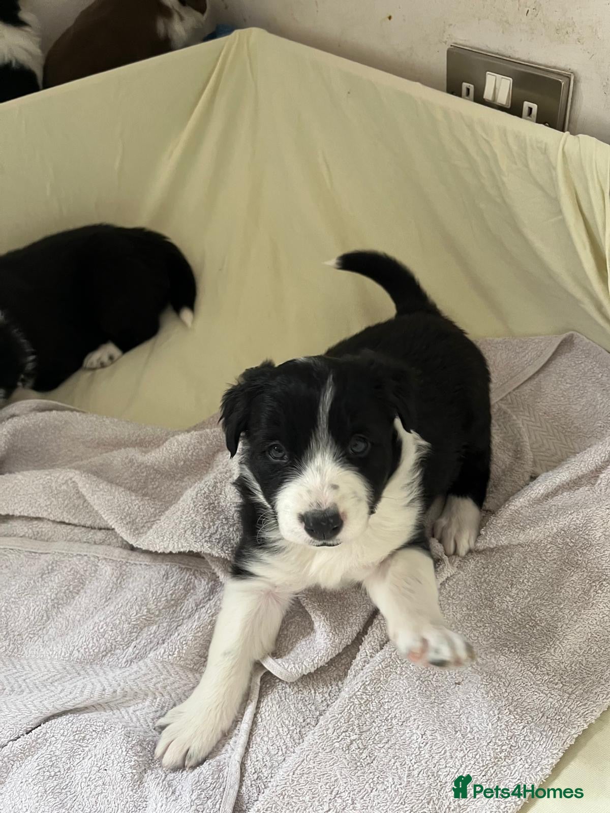 Border Collie dogs Cornmill Farm Border Collies  - Advert 3