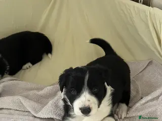 Border Collie dogs Cornmill Farm Border Collies - Advert 3