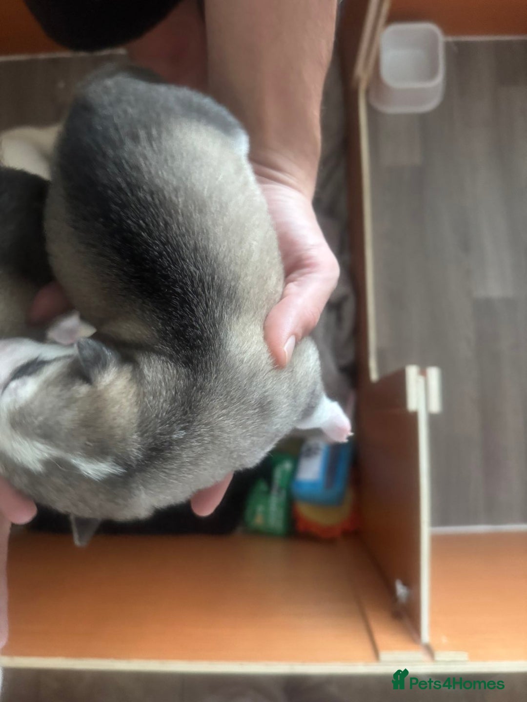 Siberian Husky dogs for sale: Husky Puppies – Ready 22/12/25 🐾  - Image 6