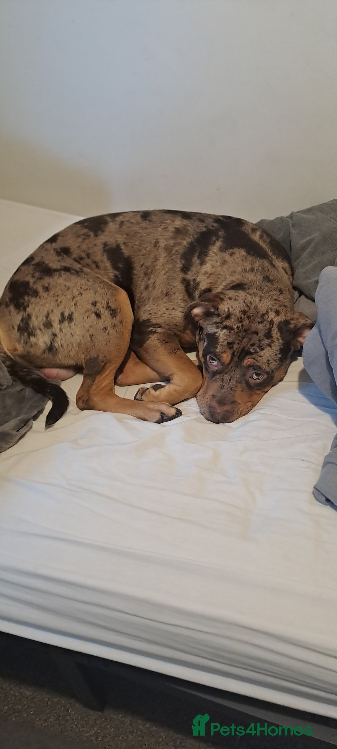 Mixed Breed dogs for sale: Old tyme english cross staff dog needs rehoming - Advert 2