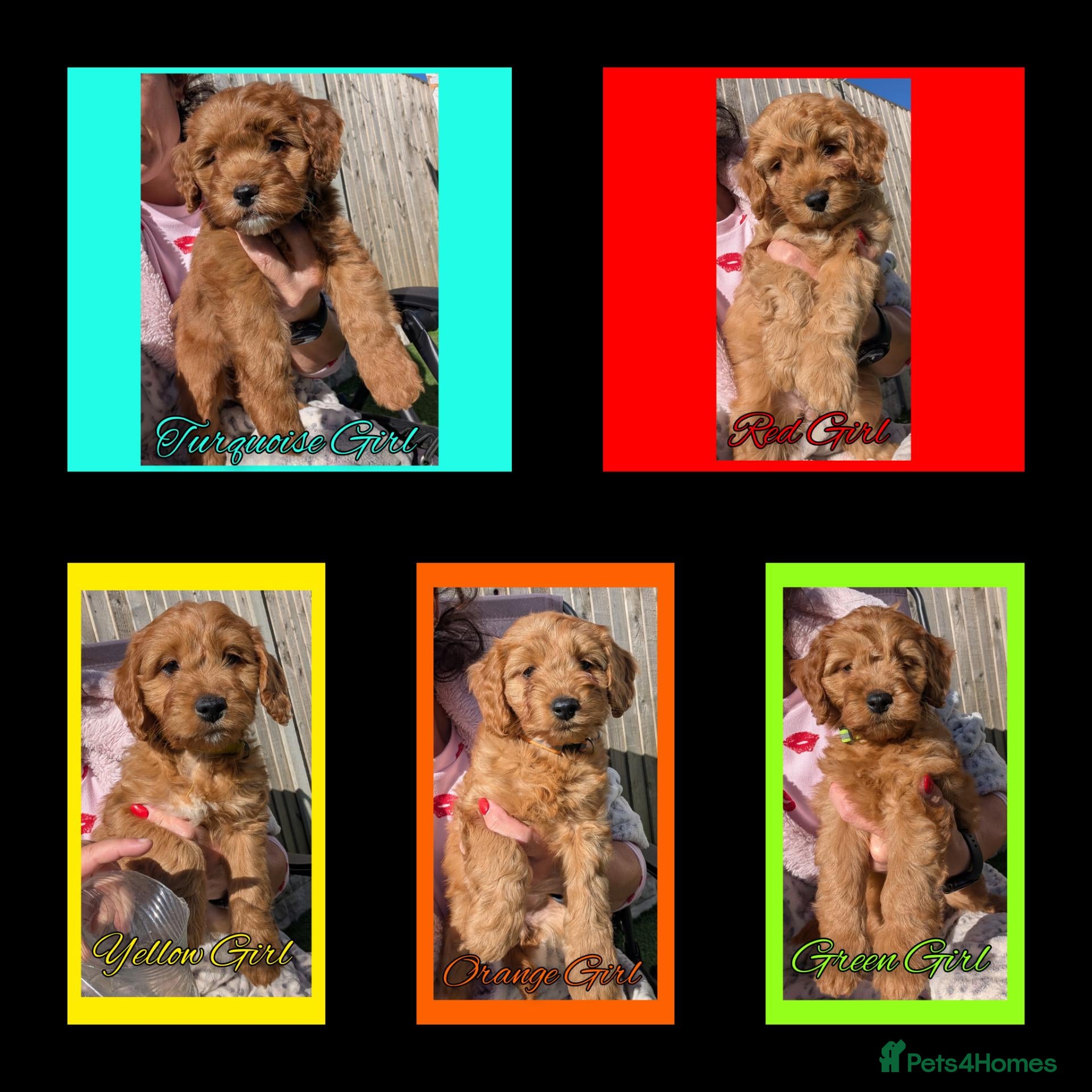 Cockapoo dogs READY NOW 5 x Red Cockapoo Girls For Sale - Advert 1