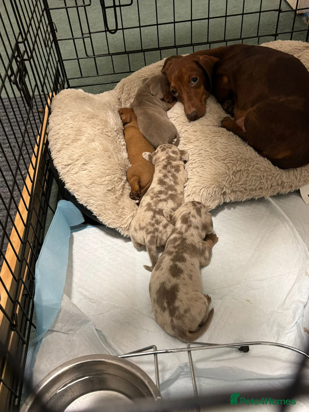 Miniature Dachshund dogs for sale: FAWN FEMALE MINI DACHSHUND - Advert 2