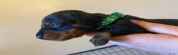Miniature Dachshund dogs for sale: KENNEL CLUB REG - Advert 15