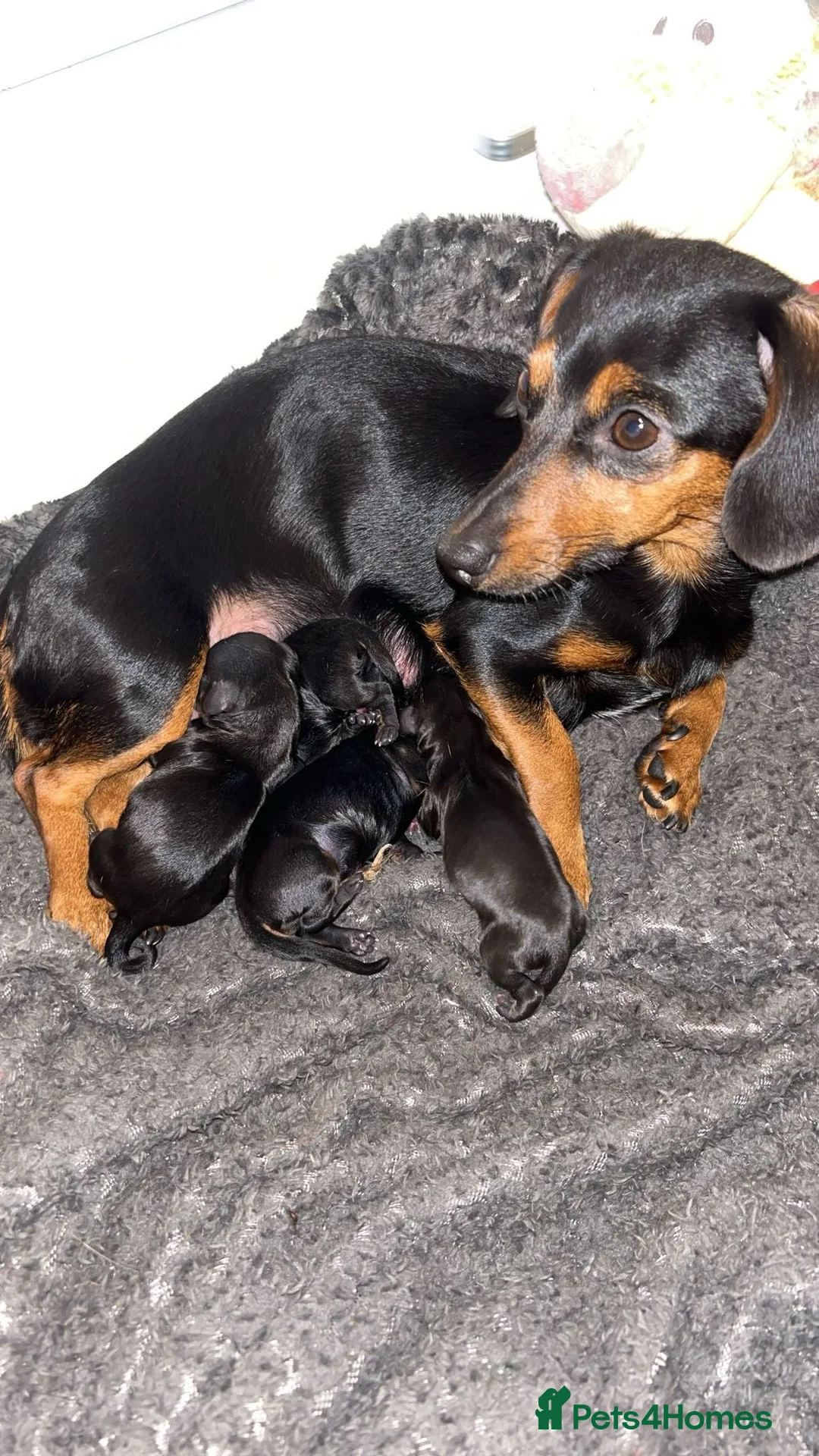 Chiweenie dogs for sale: Chiweenie puppy - Advert 3