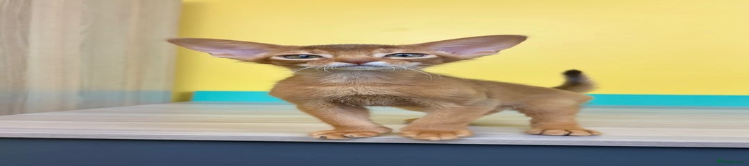 Abyssinian Kitten 1