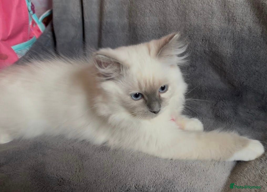 Ragdoll cats Adorable Female Ragdoll Left  - Advert 19