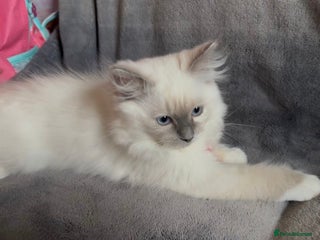 Ragdoll cats Adorable Female Ragdoll Left - Advert 12