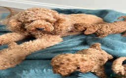 Miniature Poodle dogs for sale: 🐾 Beautiful KC 🦊 Red Miniature Poodle Puppies 🐾 - Image 8