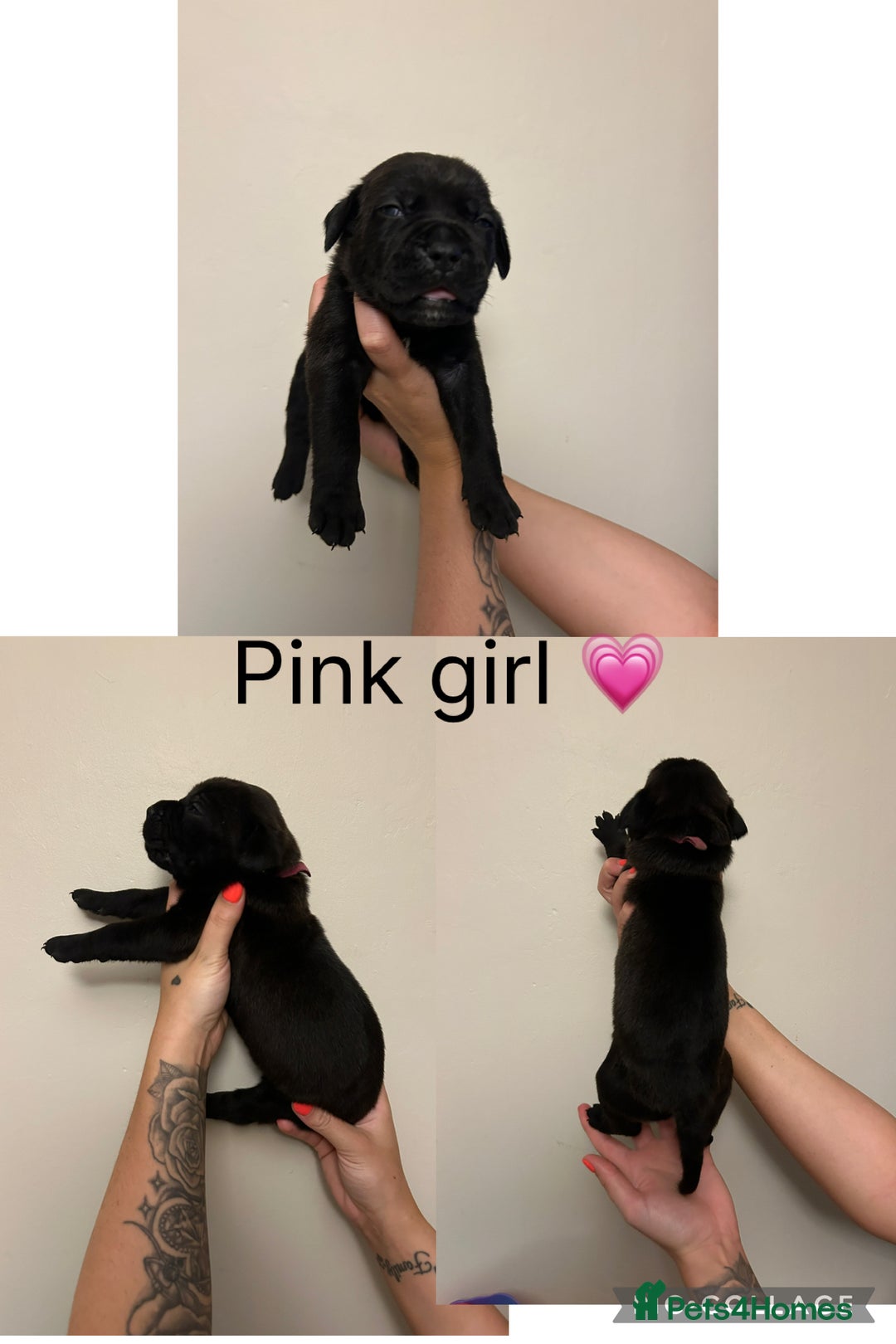 Cane Corso dogs for sale: Cane corso puppies  - Image 5