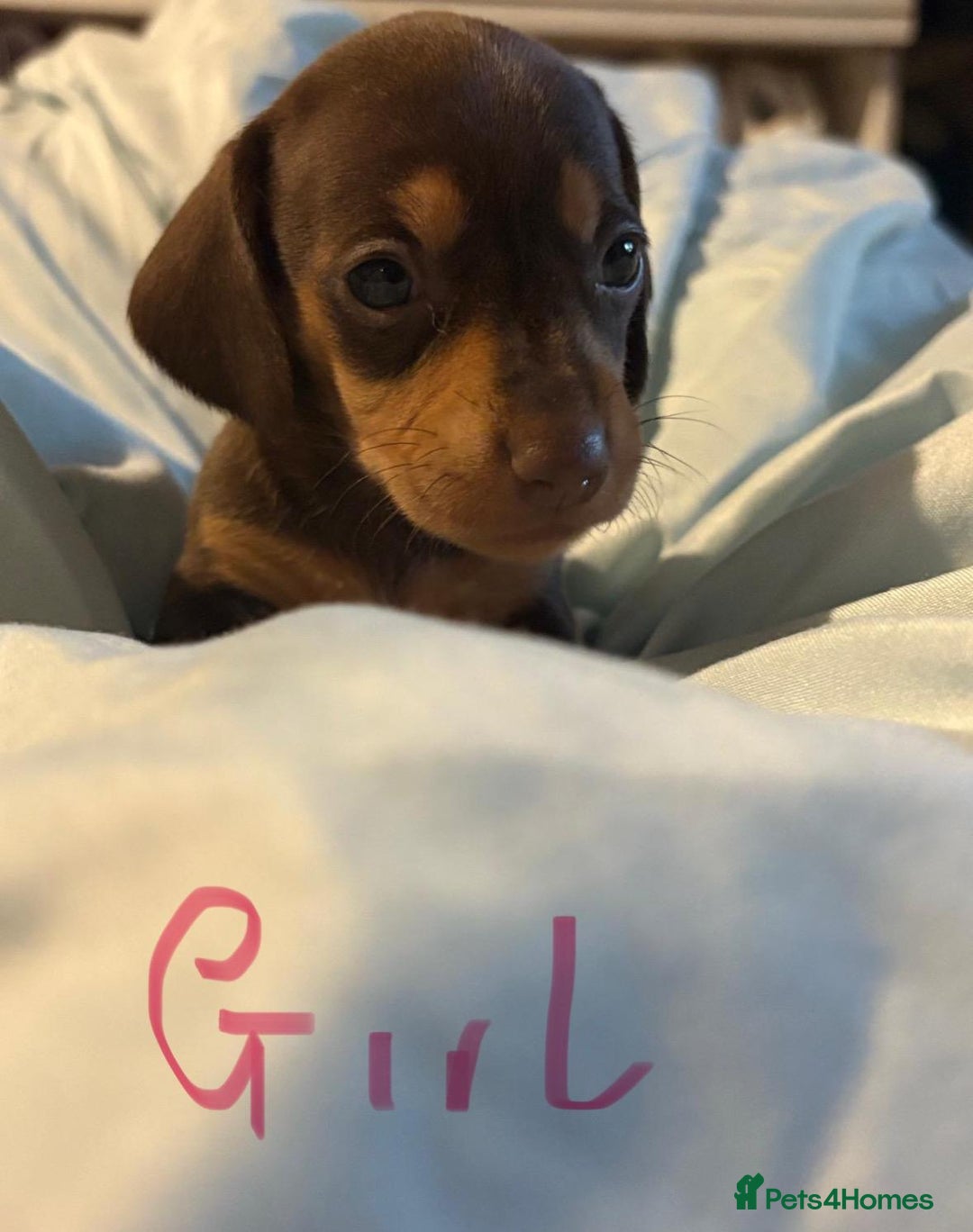Dachshund dogs for sale: Beautiful miniature dachshunds  - Image 4