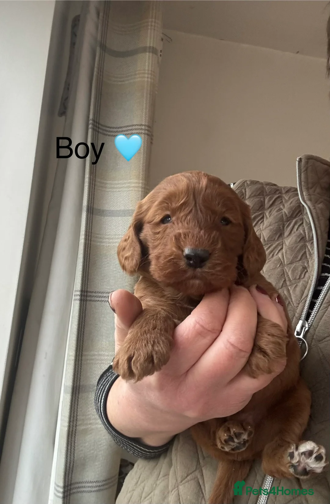 Cockapoo dogs for sale: F1 Cockapoo Puppies - Advert 3