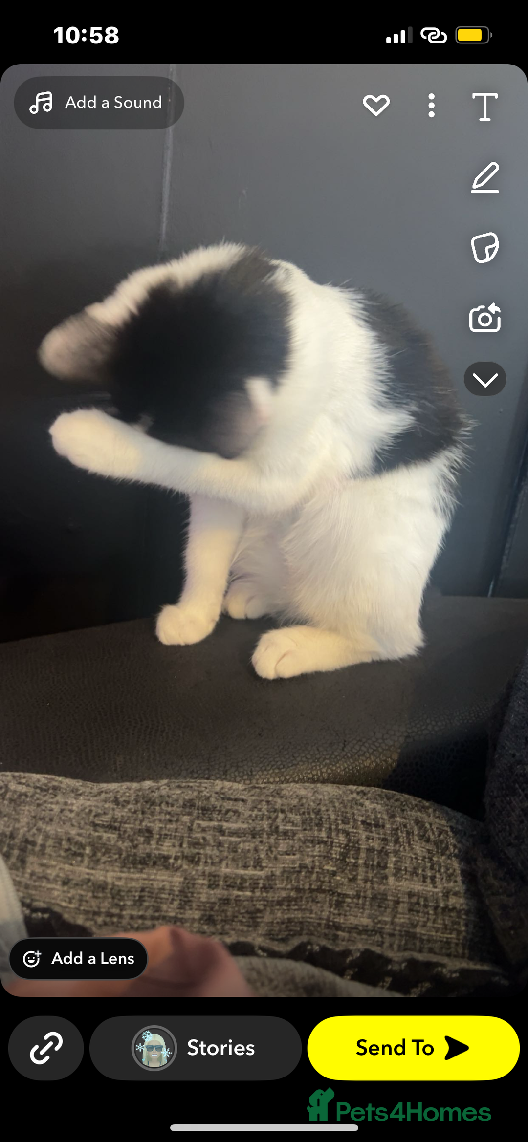 Mixed Breed cats for sale: £30 each Two cats for sale male And female  - Image 4