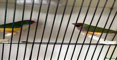 Finches birds - Advert 1