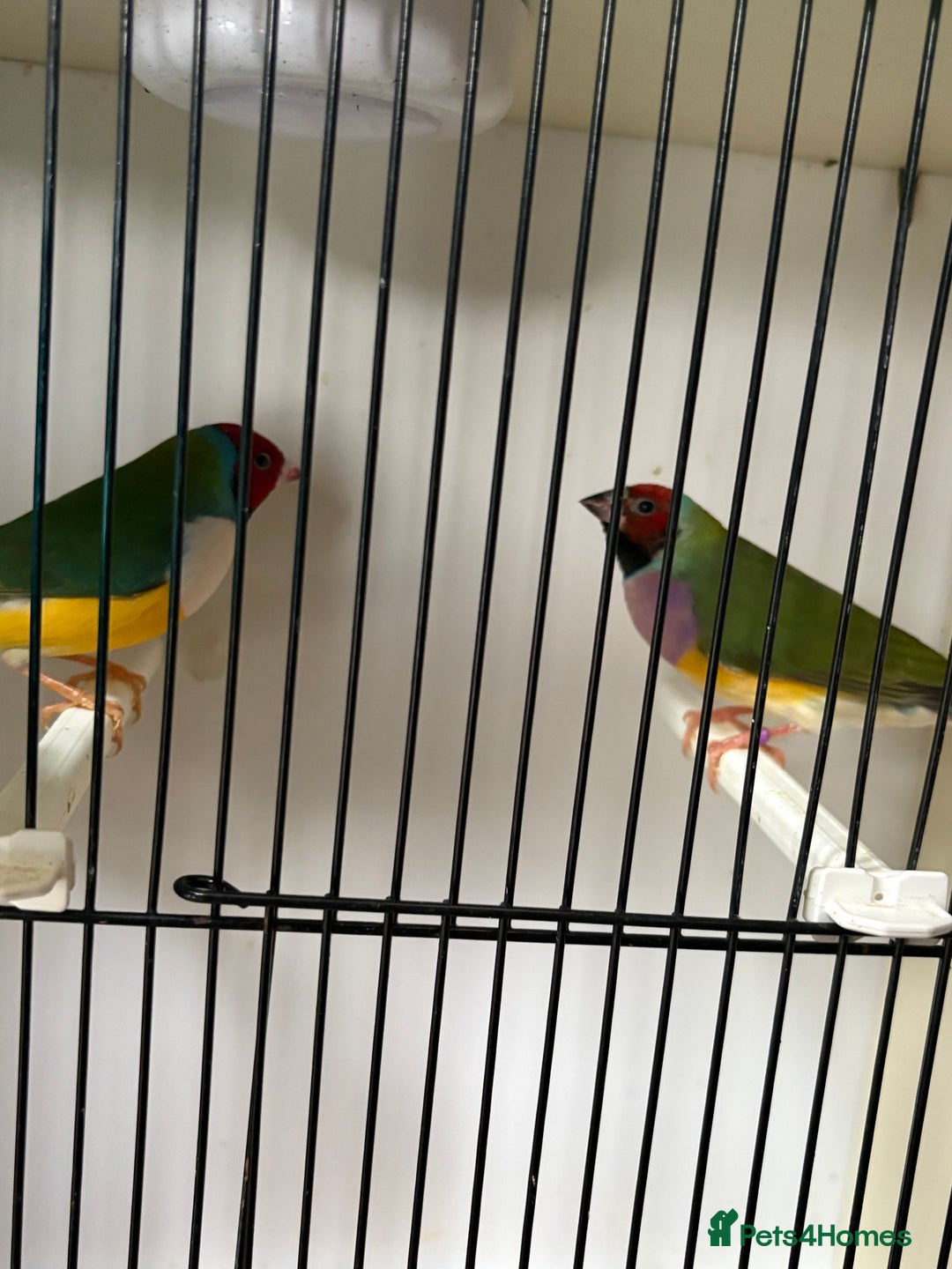 Finches birds for sale: Stunning Gouldian pairs  - Image 2