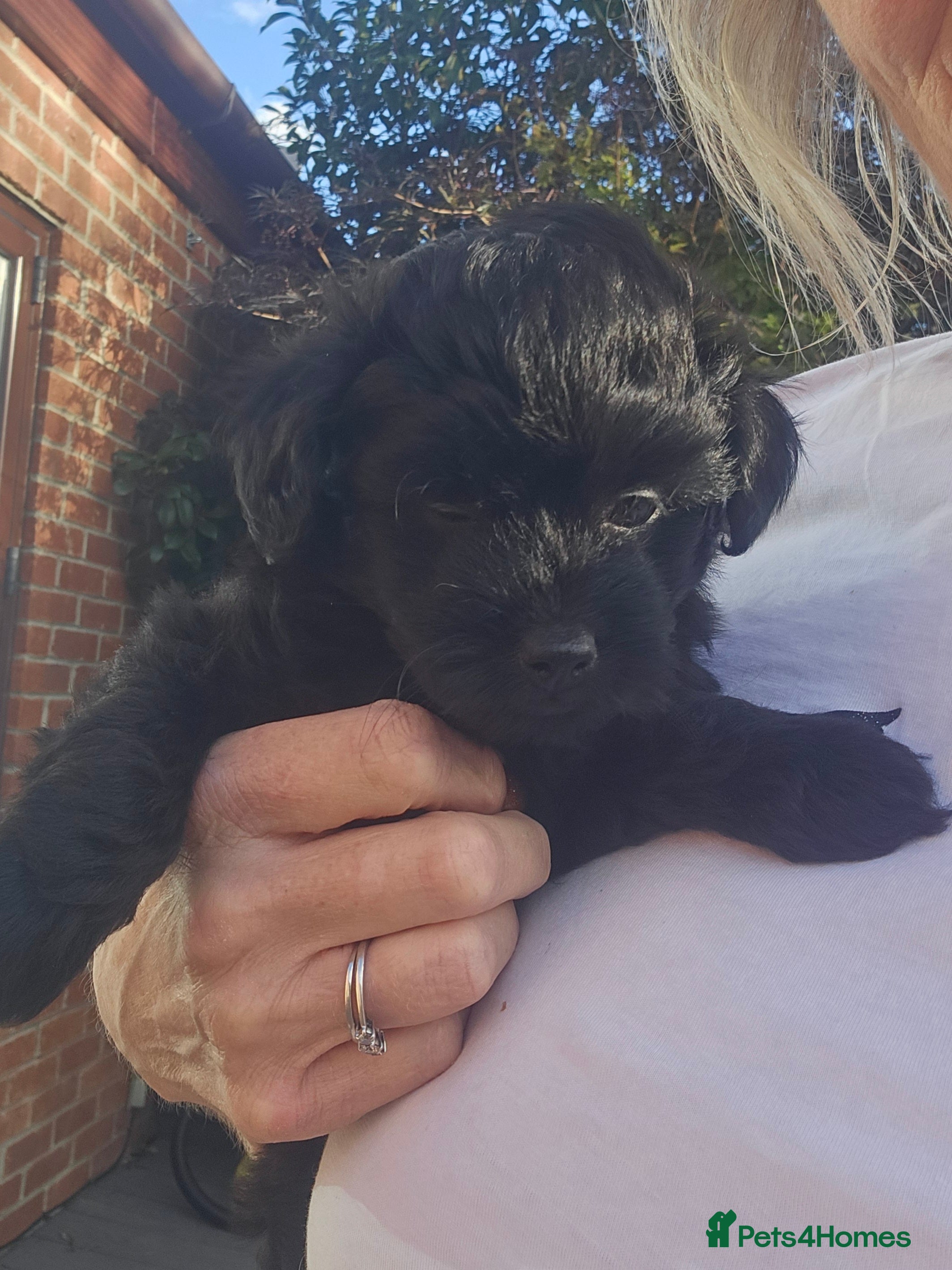 Pomapoo dogs Pompoo puppies for sale  - Advert 2