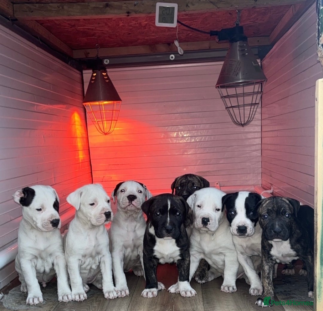 Mastiff dogs for sale: Mastiff hybrid  - Image 1