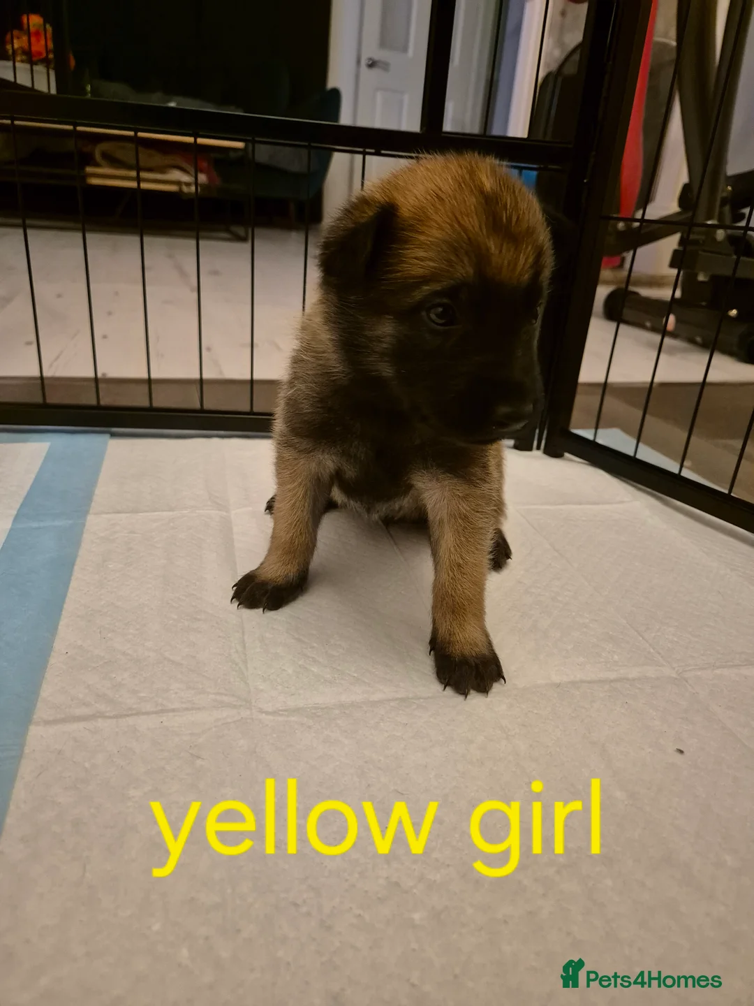 Belgian Shepherd Dog dogs for sale: KC Registered Belgian Malinois - Advert 24