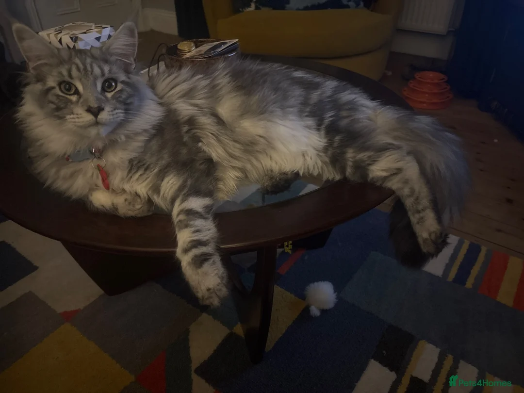 Maine Coon cats for stud: Russian XL main coon in Normanton - Advert 2