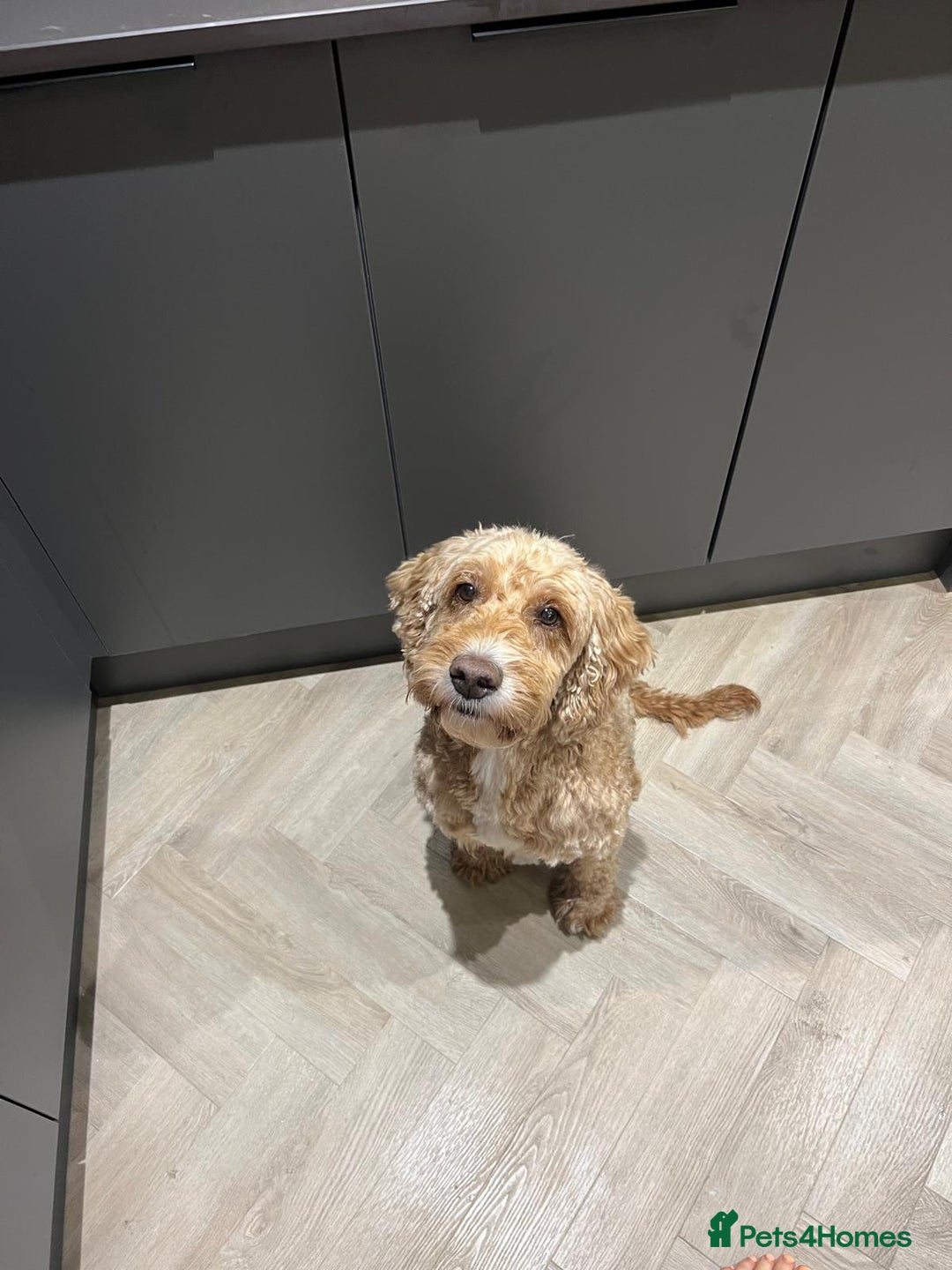 Cockapoo dogs for sale: Chester - Advert 2