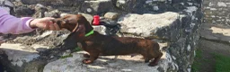 Miniature Dachshund dogs for sale: Miniature Dachshund puppies  - Advert 12