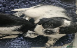 Mixed Breed dogs for sale: Pomapoo puppies  - Image 1