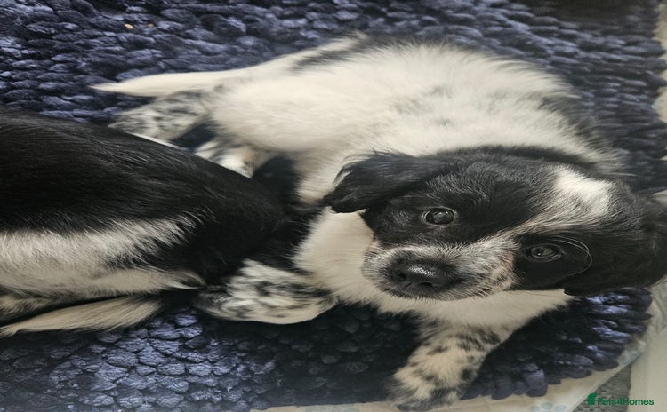 Mixed Breed dogs - Advert 3