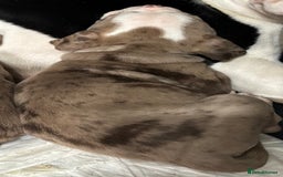 Olde English Bulldogge dogs for sale: Olde English bulldogge Merle female  - Image 4