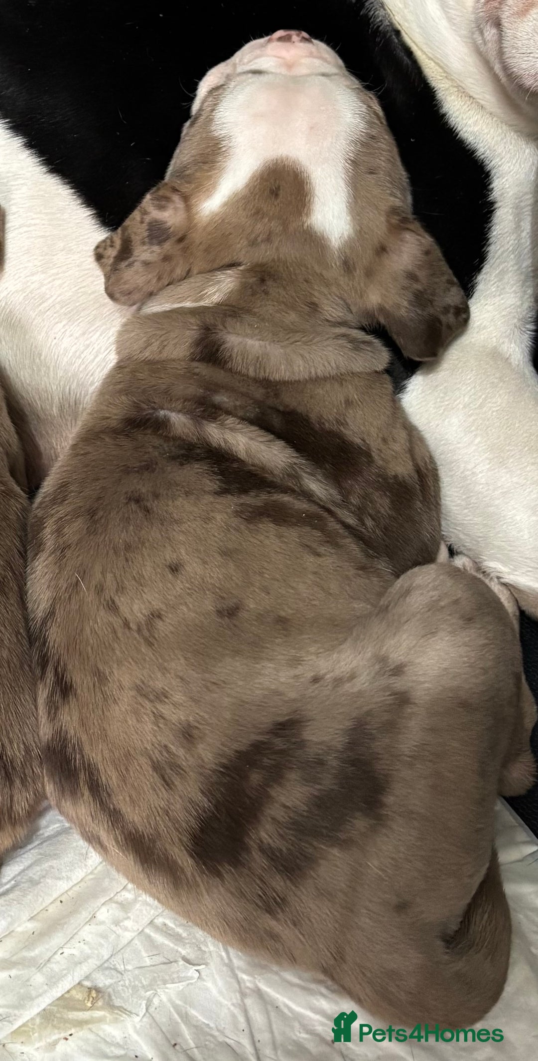 Olde English Bulldogge dogs for sale: Olde English bulldogge Merle female  - Image 4