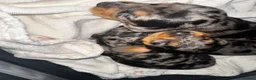 Miniature Dachshund dogs for sale: ❤️ Silver Black & Tan Dapple Dachshund Pups ❤️ - Advert 4