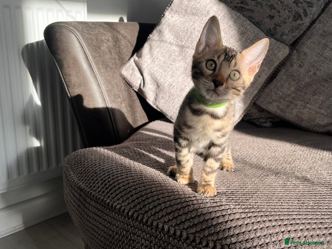 Bengal cats for sale: Stunning full pedigree bengal kittens  - Image 18