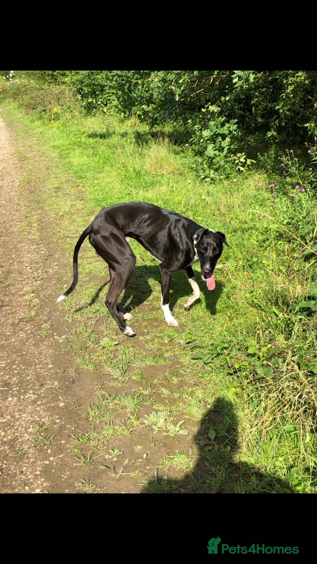 Greyhound dogs for stud: Greyhound stud  - Advert 3