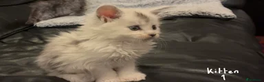 Maine Coon Kitten 1