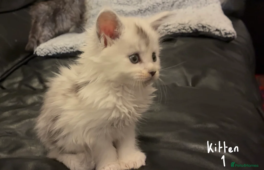 Maine Coon cats for sale: Polydactyl Maine Coon Kittens — TICA Registered  - Advert 2